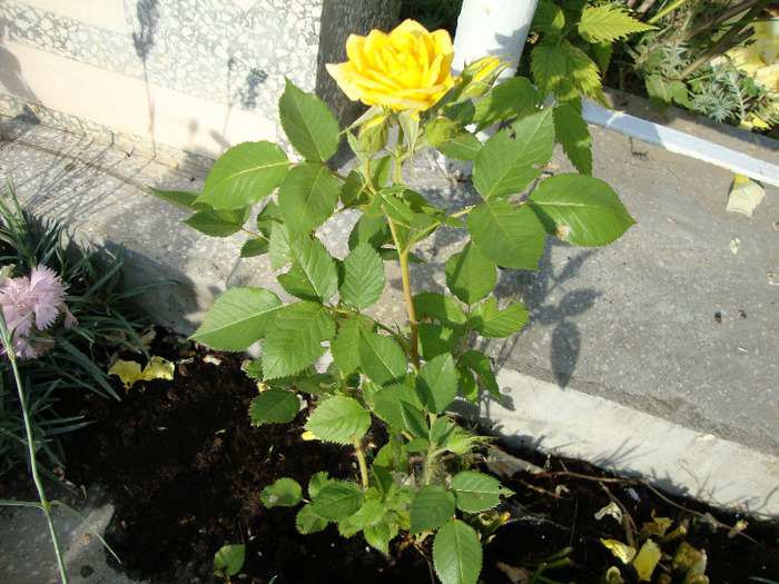 DSC02947 - 1V ALBUM 2011