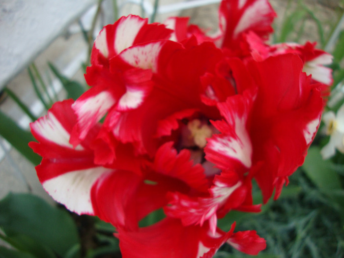 DSC02767 - 1V ALBUM 2011