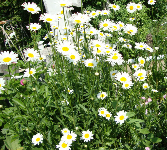 DSC02894 - 1V ALBUM 2011