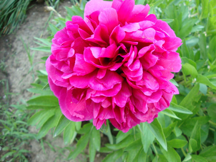 DSC02902 - 1V ALBUM 2011