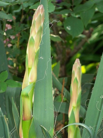 100_5405 - Yucca filamentosa