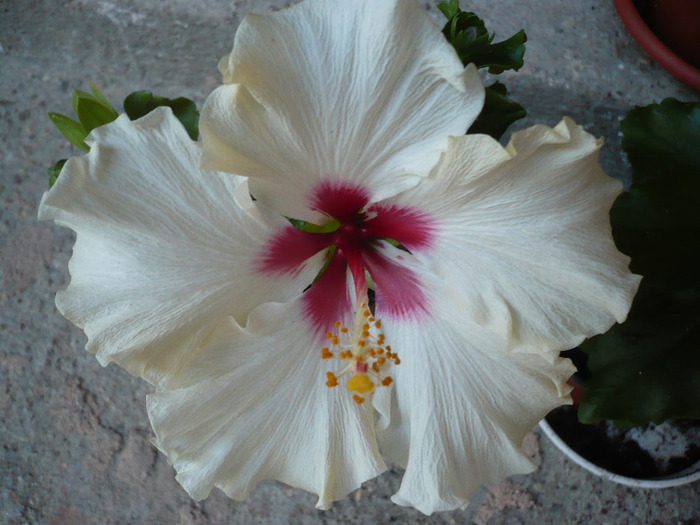 P1070454