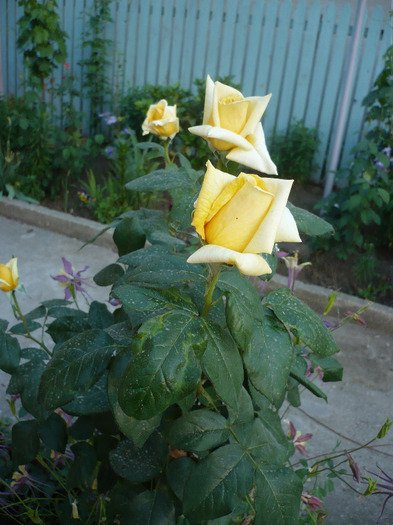P1070466