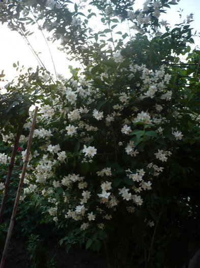 P1070473