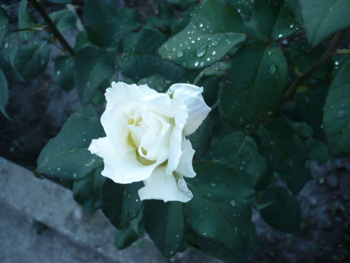 P1070478