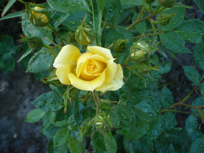 P1070486
