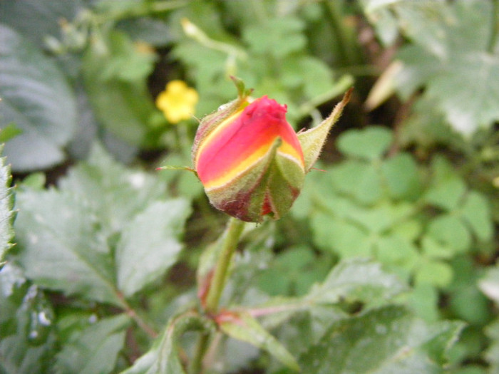 Samba; Floribunda,Floare mica-medie,17-25 petale,isi modifica culoarea galben spre rosu,miros slab,h 0,5m
