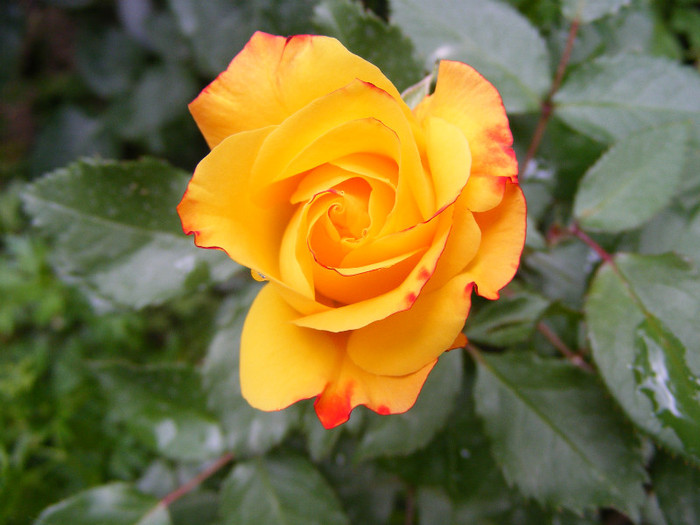 Samba; Floribunda,Floare mica-medie,17-25 petale,isi modifica culoarea galben spre rosu,miros slab,h 0,5m
