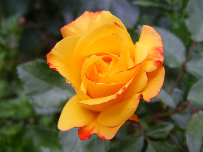 Samba; Floribunda,Floare mica-medie,17-25 petale,isi modifica culoarea galben spre rosu,miros slab,h 0,5m
