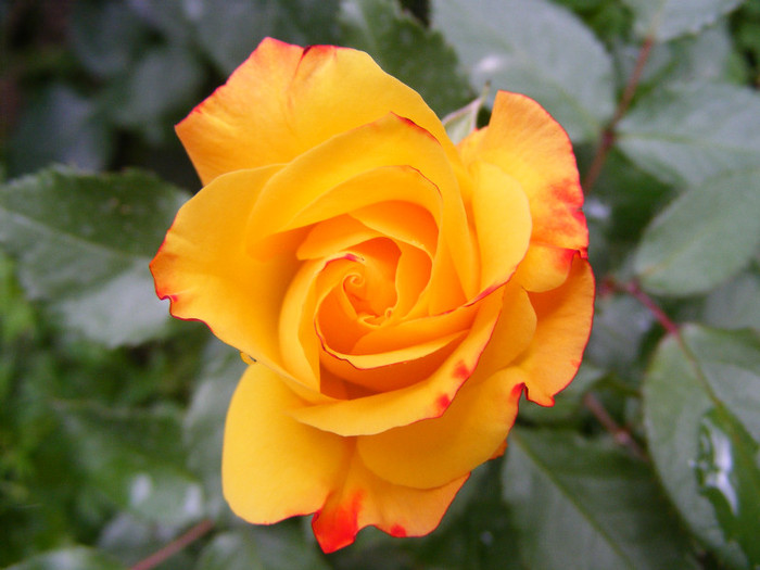 Samba; Floribunda,Floare mica-medie,17-25 petale,isi modifica culoarea galben spre rosu,miros slab,h 0,5m
