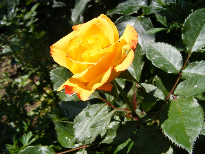 Samba; Floribunda,Floare mica-medie,17-25 petale,isi modifica culoarea galben spre rosu,miros slab,h 0,5m
