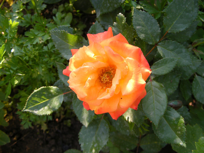 Samba; Floribunda,Floare mica-medie,17-25 petale,isi modifica culoarea galben spre rosu,miros slab,h 0,5m
