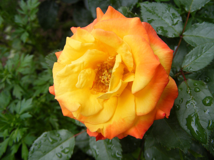 Samba; Floribunda,Floare mica-medie,17-25 petale,isi modifica culoarea galben spre rosu,miros slab,h 0,5m
