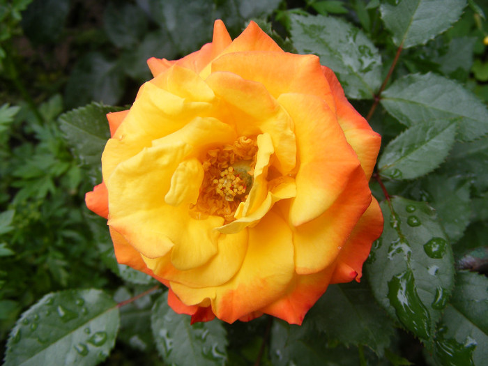 Samba; Floribunda,Floare mica-medie,17-25 petale,isi modifica culoarea galben spre rosu,miros slab,h 0,5m
