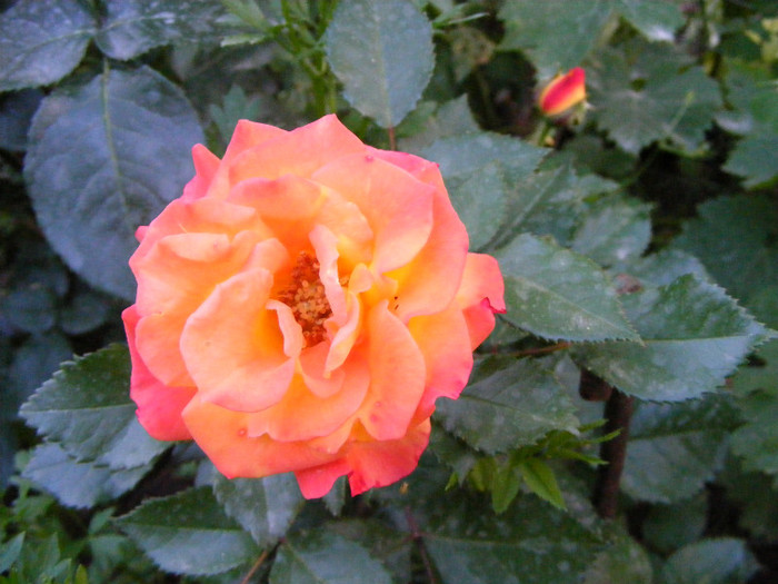 Samba; Floribunda,Floare mica-medie,17-25 petale,isi modifica culoarea galben spre rosu,miros slab,h 0,5m
