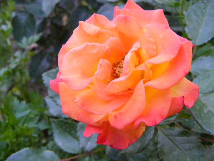 Samba; Floribunda,Floare mica-medie,17-25 petale,isi modifica culoarea galben spre rosu,miros slab,h 0,5m
