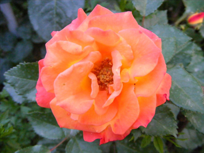 Samba; Floribunda,Floare mica-medie,17-25 petale,isi modifica culoarea galben spre rosu,miros slab,h 0,5m
