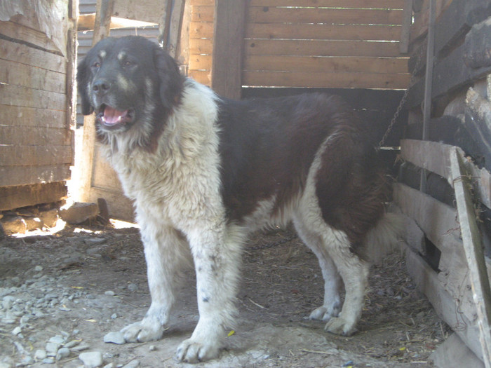 femela 1,5ani