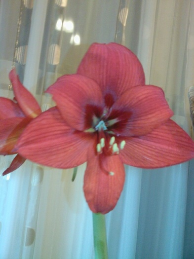 Fotografie0214 - amaryllis 2011