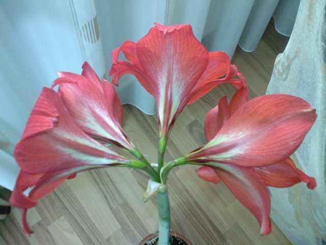 Fotografie0218 - amaryllis 2011