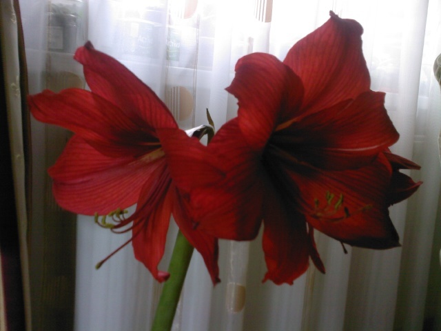 Fotografie0220 - amaryllis 2011