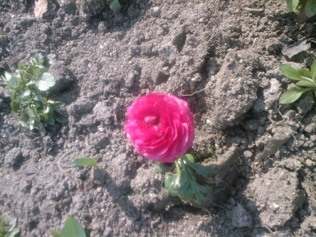 ranunculus - gradina mea 2011