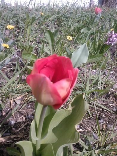 Fotografie0229 - gradina mea 2011