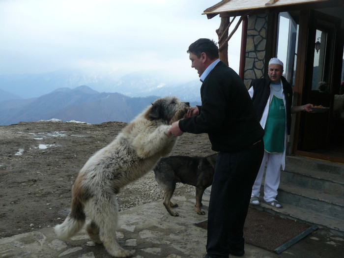 Apolodor de Romania