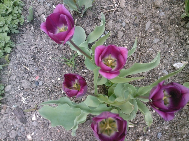 Fotografie0261 - gradina mea 2011