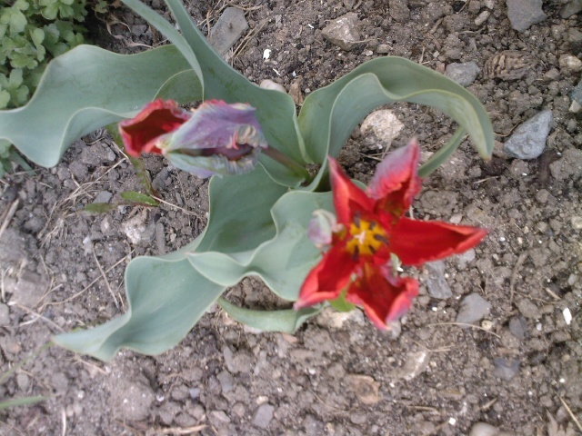 Fotografie0263 - gradina mea 2011