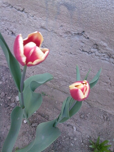 luky strike - gradina mea 2011