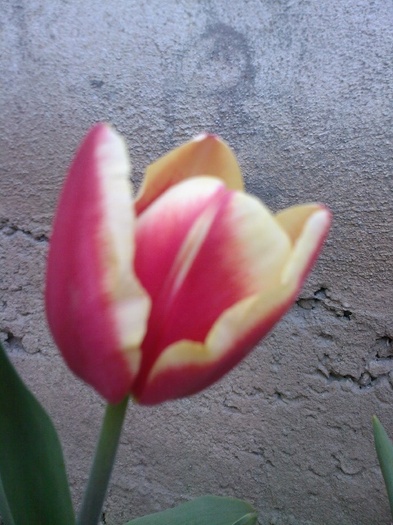 luky strike - gradina mea 2011