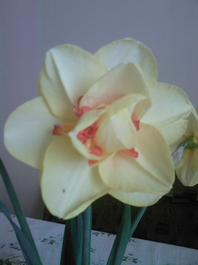 narcise tahiti - gradina mea 2011