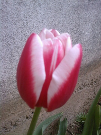 luky strike - gradina mea 2011