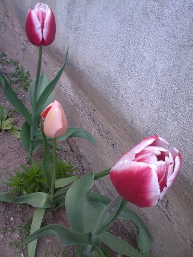 luky strike si menton - gradina mea 2011