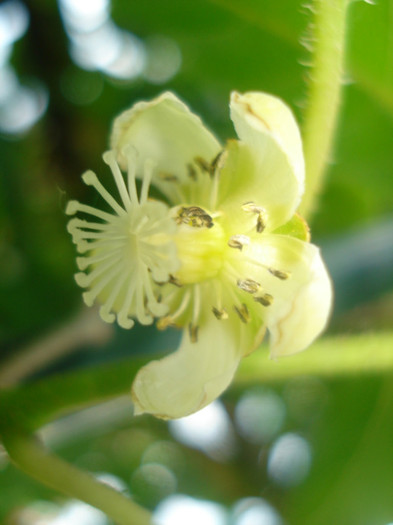 flori kiwi, 31.05.2011 - Fructiferi