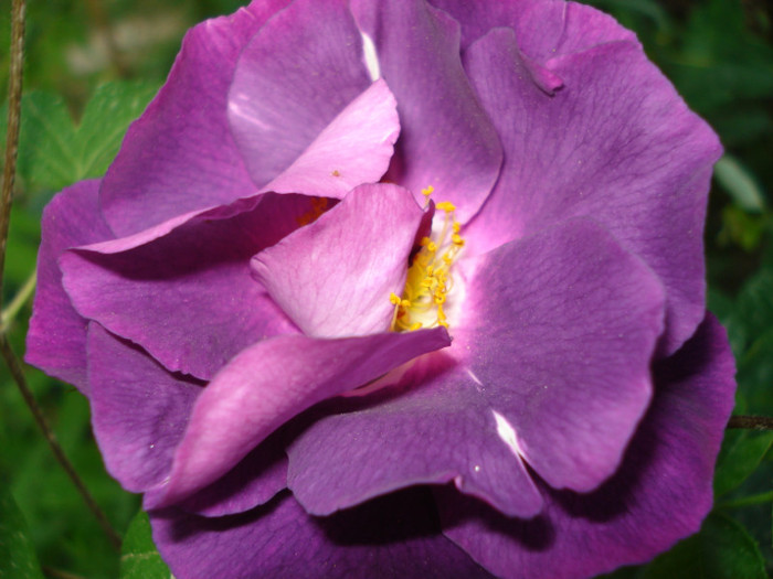 "Rhapsody in Blue"-Cowlishaw-Warner 2002, 01.06.2011