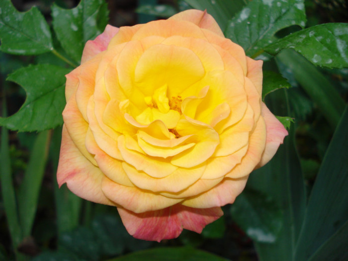 "Gartenspass"-Kordes 2009,floribunda
