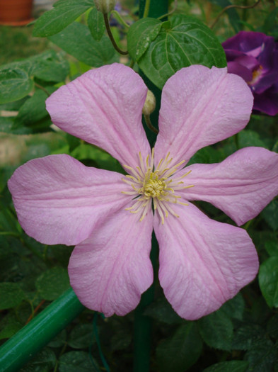 "Comtesse de Bouchaud", a patra zi - Clematis 2011