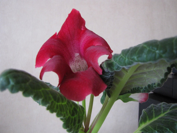 Gloxinia Blanche de Meru 31 mai 2011  - gloxinia