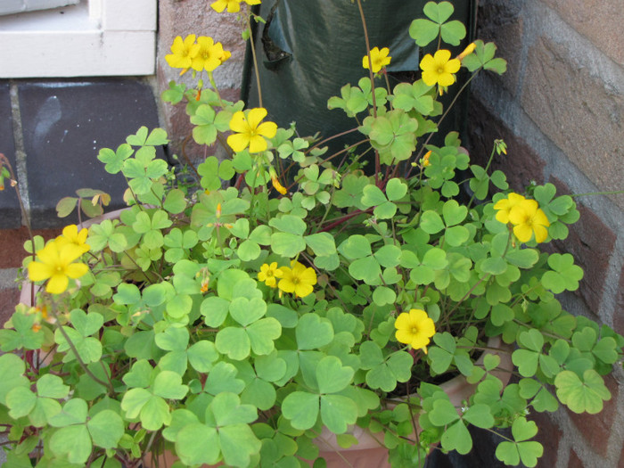 Oxalis galben 30 mai 2011 - oxalis