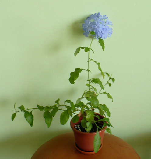 23 mai - Plumbago 2011