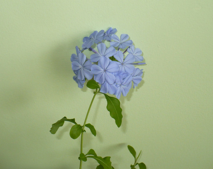 P1340263 - Plumbago 2011