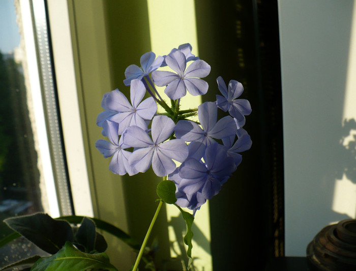 P1340270 - Plumbago 2011