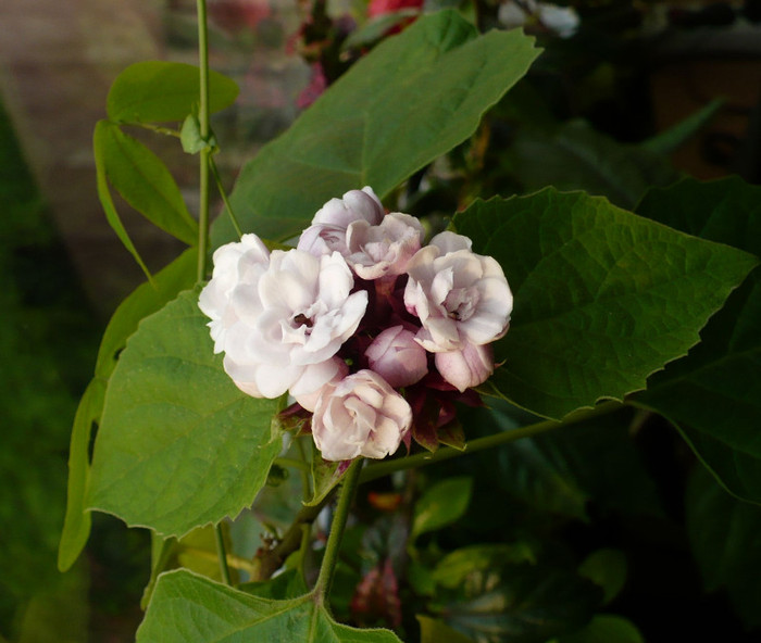 9 mai - Clerodendron 2011