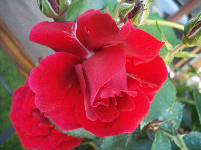 Rose Blaze Superior (2011, June 01) Rose Blaze Superior (2011, June 01)