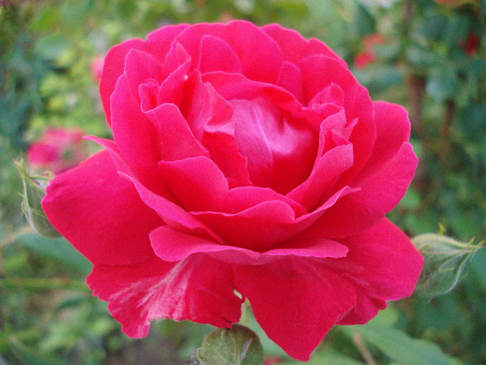 Rose Blaze (2011, June 02)