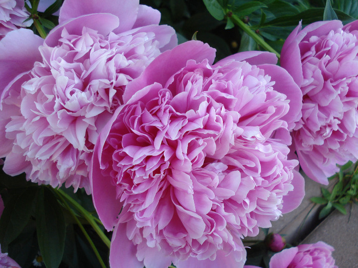 Peonies. Bujori (2011, May 27) - BUJORI_Peony Paeonia