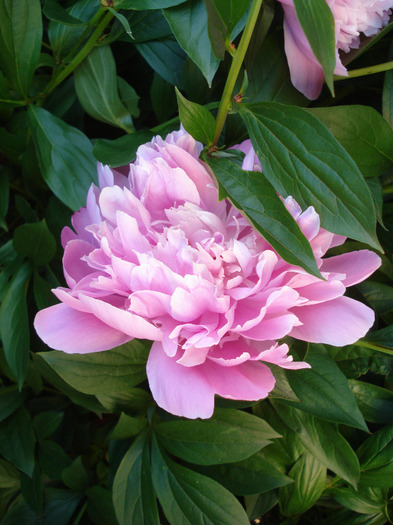 Peony. Bujor (2011, May 27) - BUJORI_Peony Paeonia