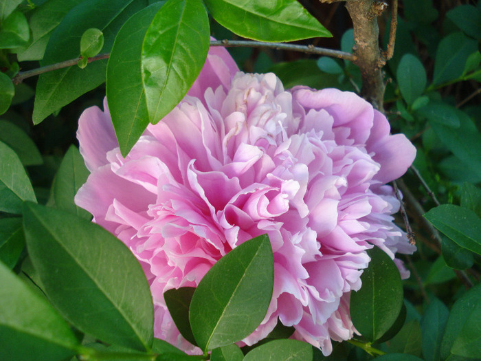 Peony. Bujor (2011, May 27) - BUJORI_Peony Paeonia